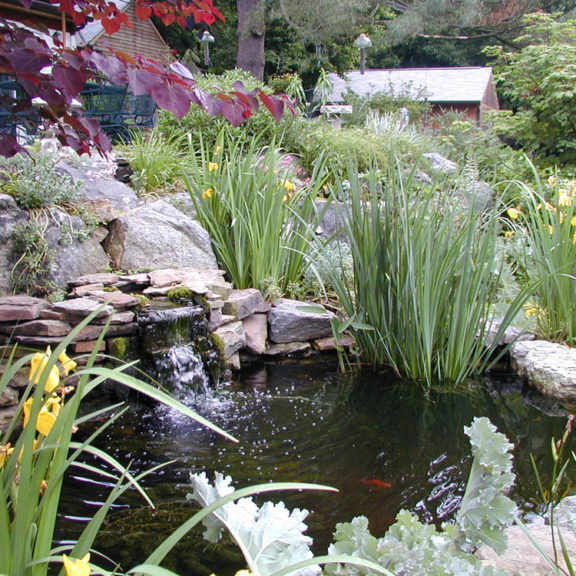 Water Gardens, Ponds & Waterfalls | Naturescapes Landscape Specialists