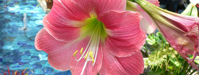 A Note on Amaryllis - Naturescapes